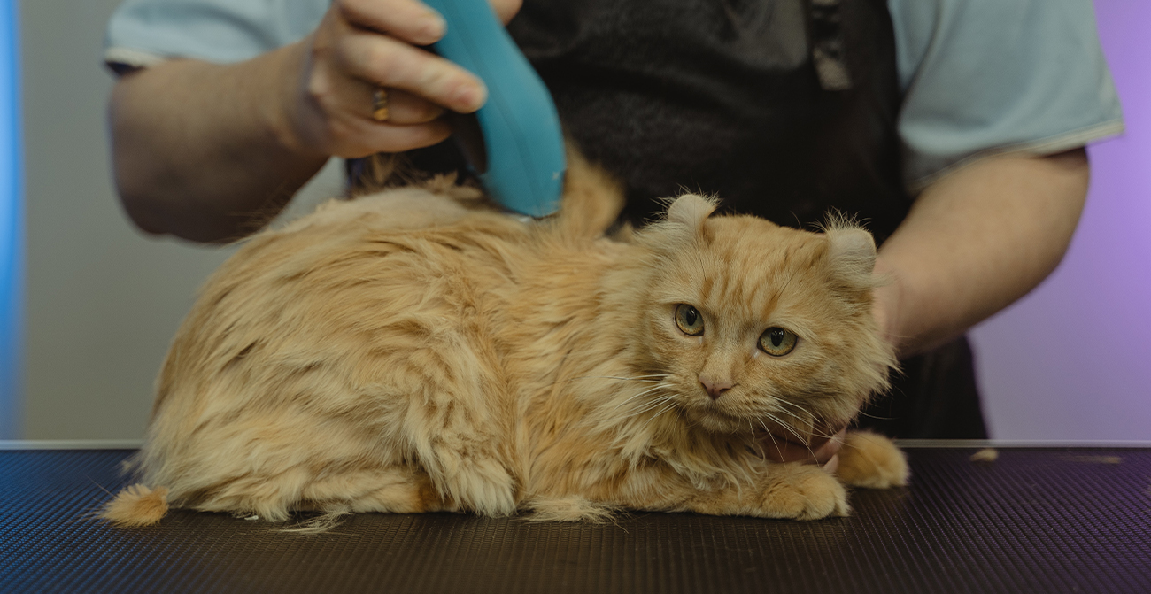The Importance of Regular Grooming for Your Pet's Health